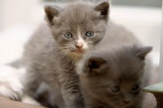 image: Animaux de compagnie : leur vie secrète
