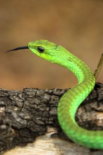 image: Animaux toxiques : les espèces les plus mortelles