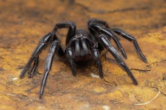 image: Animaux toxiques : les espèces les plus mortelles