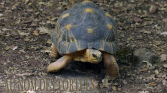 image: Au nom des tortues