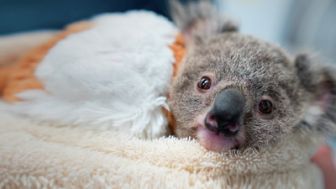 image: Australie : urgences faune sauvage