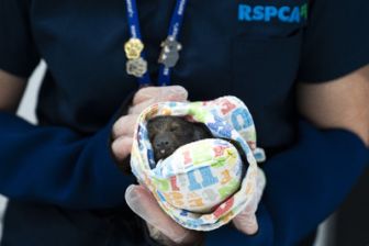 image: Australie : urgences faune sauvage