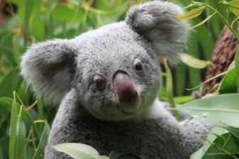 image: Bear : chien sauveteur de koalas