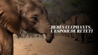 image: Bébés éléphants, l'espoir de Reteti