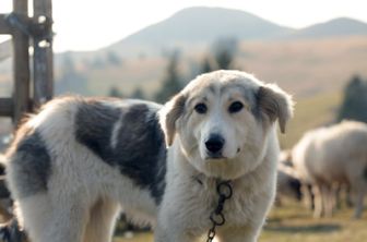 image: Bosnien und Herzegowina