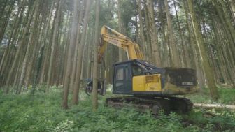 image: Bûcheron : un métier à hauts risques