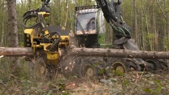 image: Bûcheron : un métier à hauts risques