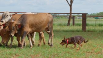 image: Chiens de berger : l'art de diriger