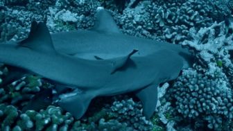 image: Cinquante nuances de requins