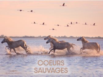 image: Coeurs sauvages