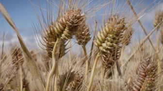 image: Dans la peau des premiers paysans français