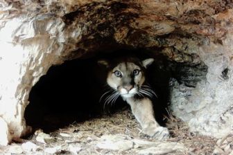 image: Der Puma - Phantom der Rocky Mountains