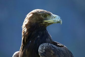 image: Der Steinadler - König der Lüfte