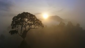 image: Des mains vertes pour la nature