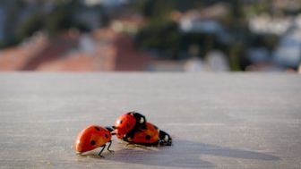 image: Des plaisirs pas si bêtes