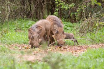 image: Destins animal : les trois petits phacochères