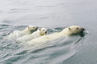 image: Die Reise der Eisbären
