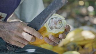 image: Du chocolat pour sauver l'Amazonie