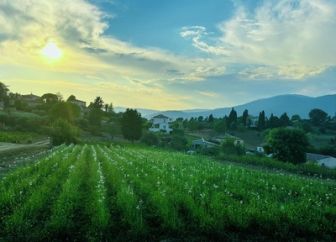 image: Fleurs à parfum, retour en Grasse