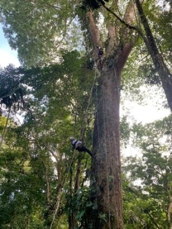image: Francis Hallé, le passeur d'arbres