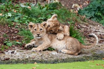 image: Frères lions