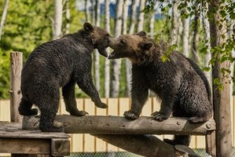 image: Grizzly, le retour des géants