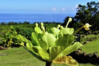 image: Hawaiis versteckte Paradiese