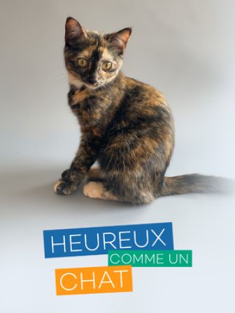 image: Heureux comme un chat