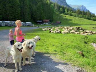 image: Histoires de chiens suisses