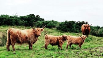 image: Im Herzen Schottlands