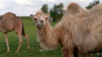 image: Julien, un chamelier chez les Ch'tis