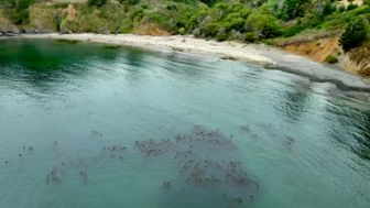 image: Kelp, I Need Somebody !