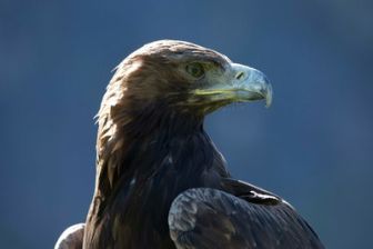 image: L'aigle royal, seigneur des Alpes