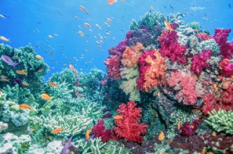image: L'avenir de la grande barrière de corail