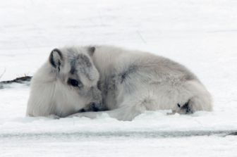 image: L'Europe sauvage