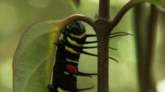 image: L'Indonésie sauvage