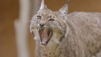 image: À la lisière, Lorane et le lynx boréal