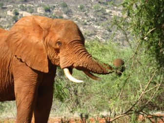 image: La marche des éléphants