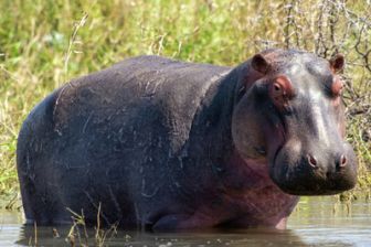 image: A la rencontre des hippopotames avec Steve Backshall
