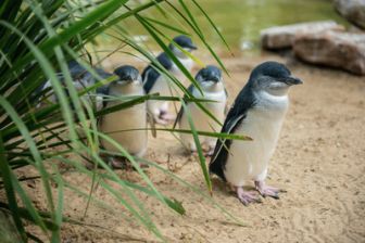 image: A la rencontre des manchots d'Australie