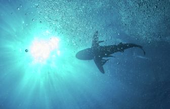 image: À la rencontre des requins avec Steve Backshall