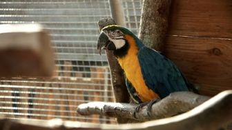 image: La Tanière, le zoo-refuge de l'espoir