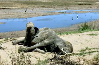image: Le chagrin des animaux - Mythe ou réalité ?