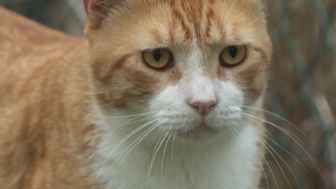 image: Le chat, ce tueur si mignon