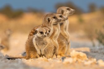 image: Le clan des suricates - Nouvelle génération