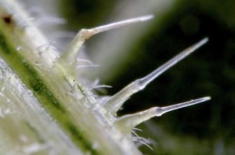 image: Le génie caché des plantes : supersens