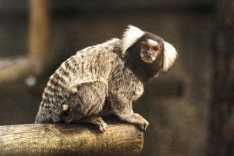 image: Le Pal : au coeur du zoo le plus insolite de France