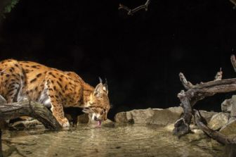 image: Le retour fragile du lynx