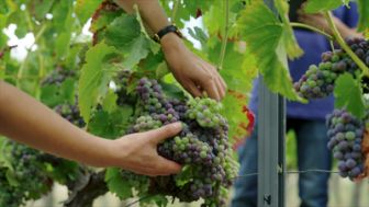 image: Le vin bio, vraiment bio ?