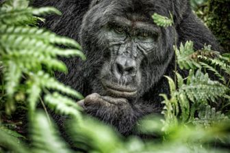 image: Les éclaireurs de la biodiversité